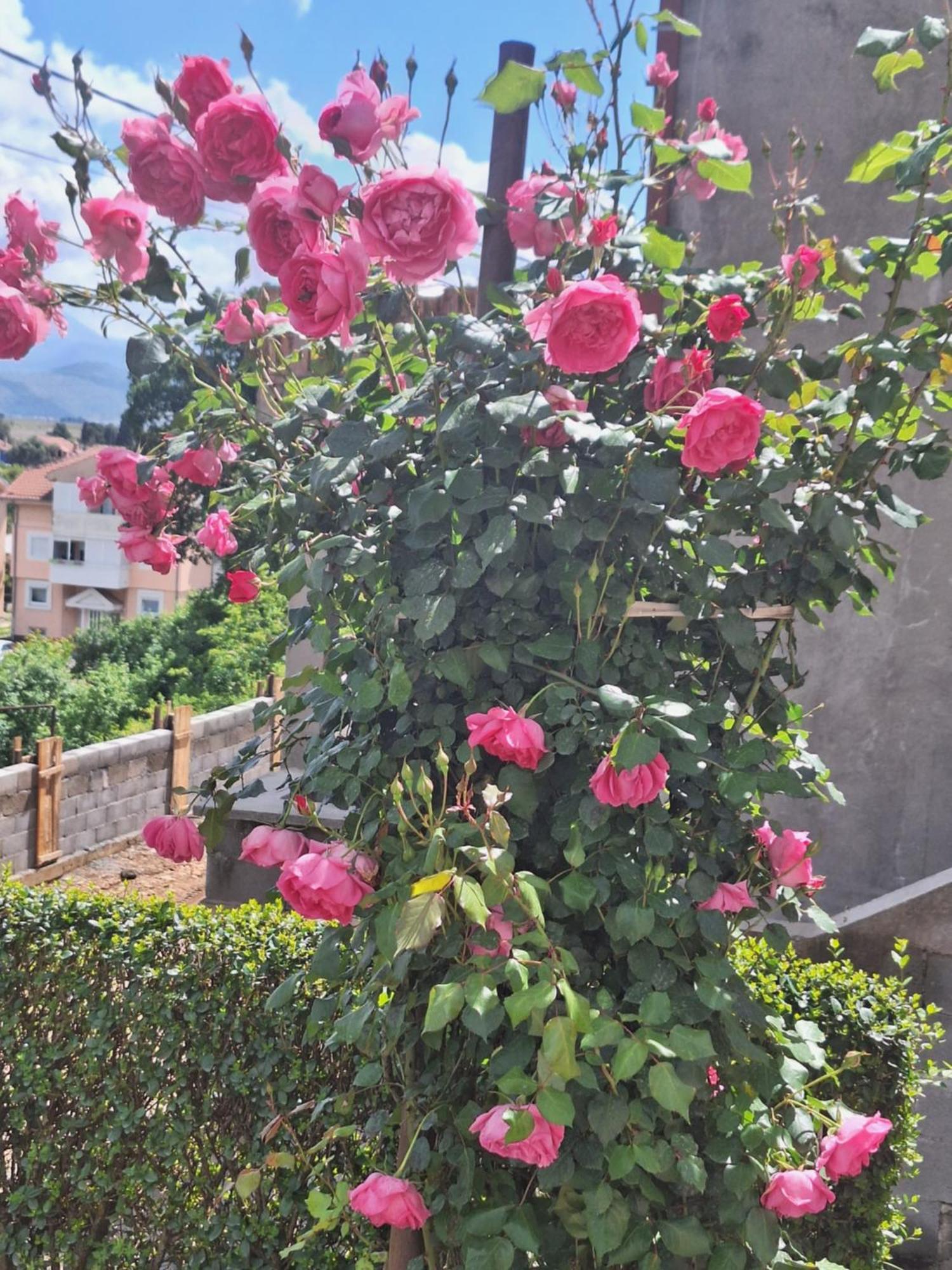 Apartmani Ruza Podgorica Exterior photo